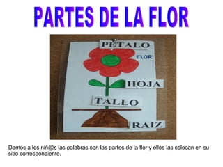 PARTES DE LA FLOR Damos a los niñ@s las palabras con las partes de la flor y ellos las colocan en su sitio correspondiente. 