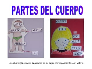 PARTES DEL CUERPO Los alumn@s colocan la palabra en su lugar correspondiente, con velcro. 