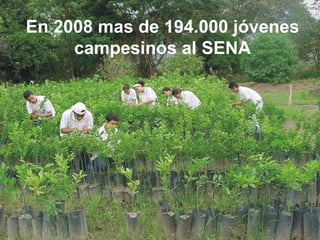 En 2008 mas de 194.000 jóvenes campesinos al SENA 