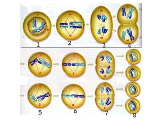El núcleo: centro de control de la célula Generalmente es el organelo más conspicuo. Consta de: La envoltura o membrana nuclear. La cromatina El nucléolo. 