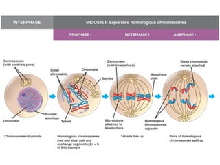 Estructura del núcleo de la célula 