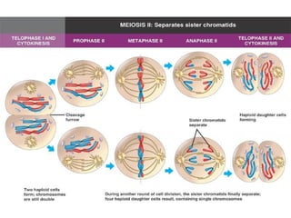 Membrana nuclear Es una membrana doble que rodea al núcleo. La membrana nuclear tiene poros por donde pasan algunas moléculas desde el núcleo al citoplasma y viceversa. Los poros nucleares son estructuras complejas que contienen por lo menos ocho subunidades proteicas con un canal pequeño en el centro. 
