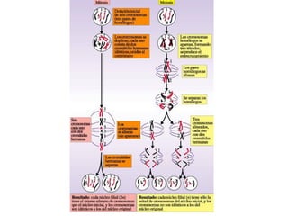 Permite el intercambio selectivo de materiales El agua, los iones y las moléculas pequeñas como el ATP pueden pasar libremente por el canal central del poro, pero éste regula el paso de moléculas mayores, en especial de proteínas y de ARN. Los poros ayudan a controlar el flujo de información de y desde el ADN. Membrana nuclear 