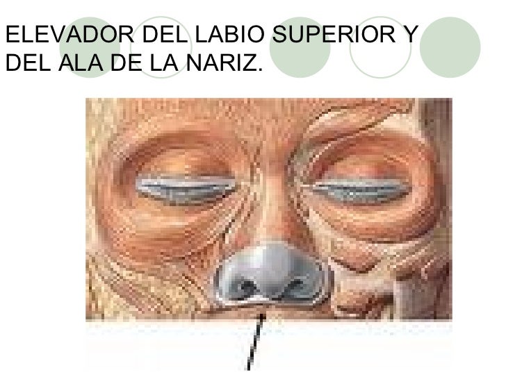 Presentación Musculos de la Cara