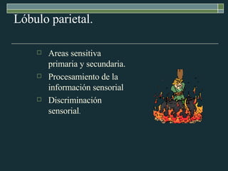 Lóbulo parietal. Areas sensitiva primaria y secundaria. Procesamiento de la  información sensorial Discriminación sensorial .   
