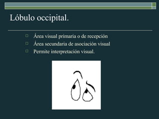 Lóbulo occipital. Área visual primaria o de recepción  Área secundaria de asociación visual  Permite interpretación visual.  