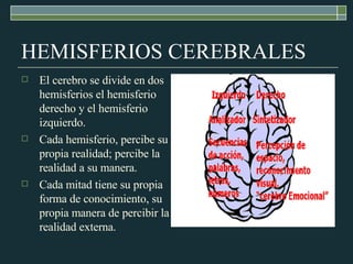 HEMISFERIOS CEREBRALES El cerebro se divide en dos hemisferios el hemisferio derecho y el hemisferio izquierdo. Cada hemisferio, percibe su propia realidad; percibe la realidad a su manera.  Cada mitad tiene su propia forma de conocimiento, su propia manera de percibir la realidad externa. 