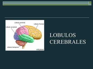 LOBULOS CEREBRALES 
