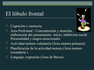 El lóbulo frontal Cognición y memoria. Área Prefrontal : Concentración y atención, elaboración del pensamiento. Juicio, inhibición social Personalidad y rasgos emocionales Actividad motora voluntaria (Área motora primaria) Planificación de la actividad motora (Área motora secundaria ) Lenguaje: expresión (Área de Broca) 
