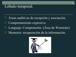 Lóbulo temporal. Áreas auditivas de recepción y asociación.  Comportamiento expresivo. Lenguaje: Comprensión. (Área de Wernicke) Memoria: recuperación de la información. 