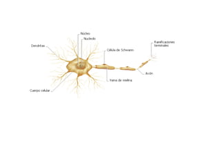 Estructura de una neurona 