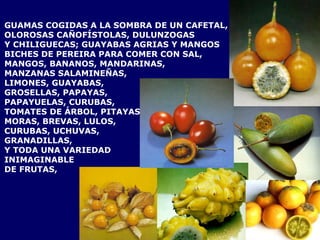 GUAMAS COGIDAS A LA SOMBRA DE UN CAFETAL,  OLOROSAS CAÑOFÍSTOLAS, DULUNZOGAS  Y CHILIGUECAS; GUAYABAS AGRIAS Y MANGOS  BICHES DE PEREIRA PARA COMER CON SAL, MANGOS, BANANOS, MANDARINAS, MANZANAS SALAMINEÑAS, LIMONES, GUAYABAS,  GROSELLAS, PAPAYAS,  PAPAYUELAS, CURUBAS,  TOMATES DE ÁRBOL, PITAYAS,  MORAS, BREVAS, LULOS, CURUBAS, UCHUVAS, GRANADILLAS, Y TODA UNA VARIEDAD  INIMAGINABLE DE FRUTAS,  