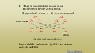 b) ¿Cuál es la probabilidad de que en su
descendencia tengan un hijo albino?
pigmentación normal x

pigmentación normal

Aa
GAMETOS

A

AA

Aa
a

Aa

a

A

Aa

aa
1 albino

De cada cuatro descendientes
La probabilidad de tener un hijo albino es, en este
caso, de ¼ (25%).
Volver al índice

 
