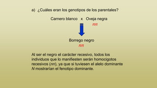 a) ¿Cuáles eran los genotipos de los parentales?
Carnero blanco x Oveja negra

nn
Borrego negro

nn
Al ser el negro el carácter recesivo, todos los
individuos que lo manifiesten serán homocigotos
recesivos (nn), ya que si tuviesen el alelo dominante
N mostrarían el fenotipo dominante.

 