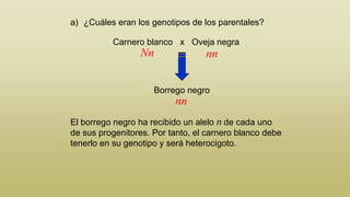 a) ¿Cuáles eran los genotipos de los parentales?
Carnero blanco x Oveja negra

Nn

nn

Borrego negro

nn
El borrego negro ha recibido un alelo n de cada uno
de sus progenitores. Por tanto, el carnero blanco debe
tenerlo en su genotipo y será heterocigoto.

 
