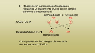 b) ¿Cuáles serán las frecuencias fenotípicas si
realizamos un cruzamiento prueba con un borrego
blanco de la descendencia?
Carnero blanco x Oveja negra

nn
n

Nn
GAMETOS 

DESCENDENCIA (F1) 

N

n

Nn

nn

Borrego blanco

Como puedes ver, los borregos blancos de la
descendencia son híbridos.

 