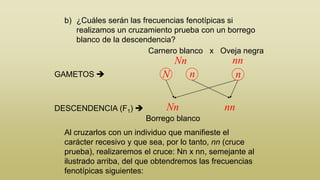 b) ¿Cuáles serán las frecuencias fenotípicas si
realizamos un cruzamiento prueba con un borrego
blanco de la descendencia?
Carnero blanco x Oveja negra

Nn
GAMETOS 

DESCENDENCIA (F1) 

N

n

Nn

nn
n
nn

Borrego blanco
Al cruzarlos con un individuo que manifieste el
carácter recesivo y que sea, por lo tanto, nn (cruce
prueba), realizaremos el cruce: Nn x nn, semejante al
ilustrado arriba, del que obtendremos las frecuencias
fenotípicas siguientes:

 