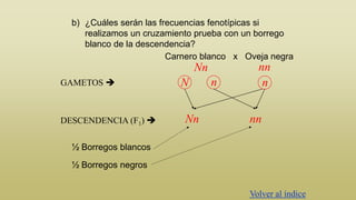 b) ¿Cuáles serán las frecuencias fenotípicas si
realizamos un cruzamiento prueba con un borrego
blanco de la descendencia?
Carnero blanco x Oveja negra

Nn
GAMETOS 

DESCENDENCIA (F1) 

N

Nn

n

nn
n
nn

½ Borregos blancos
½ Borregos negros
Volver al índice

 