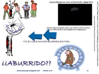 PresentaciÓN Proyecto AraÑAndo (2003)