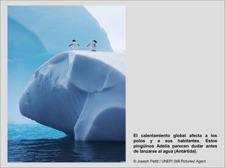El calentamiento global afecta a los polos y a sus habitantes. Estos pingüinos Adelia parecen dudar antes de lanzarse al agua (Antártida). © Joseph Pettit / UNEP/ Still Pictures/ Agent   