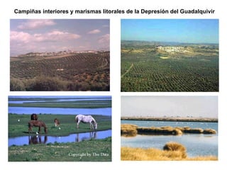 Campiñas interiores y marismas litorales de la Depresión del Guadalquivir 