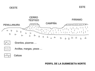 PERFIL DE LA SUBMESETA NORTE OESTE ESTE Granitos, pizarras … Arcillas, margas, yesos … Calizas PENILLANURA CERRO TESTIGO CAMPIÑA PÁRAMO 