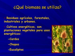 ¿Qué biomasa se utiliza? <ul><li>Residuos agrícolas, forestales, industriales y urbanos. </li></ul><ul><li>Cultivos energé...