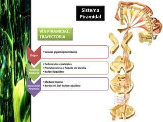 Sistema
                                            Piramidal

            VÍA PIRAMIDAL.
            TRAYECTORIA


             • Células gigantopiramidales
 Origen

             • Pedúnculos cerebrales
             • Protuberancia o Puente de Varolia
 Núcleos
 Motores     • Bulbo Raquídeo


           • Médula Espinal
Decusación • Borde inf. Del bulbo raquídeo
Piramidal
 