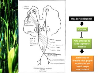 Haz corticoespinal


      Corteza



  Asta anterior de
  cada segmento
      medular



   Estimulación
 motora a los grupos
  musculares del
    hemicuerpo
   contralateral
 