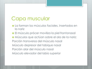 Capa muscular 
 La forman los músculos faciales, insertados en 
la nariz 
 El músculo prócer moviliza la piel frontonasal 
 Músculos que actúan sobre el ala de la nariz: 
Porción transversa del músculo nasal 
Músculo depresor del tabique nasal 
Porción alar del músculo nasal 
Músculo elevador del labio superior 
 