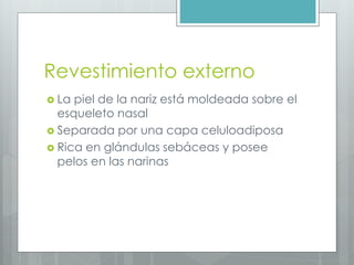 Revestimiento externo 
 La piel de la nariz está moldeada sobre el 
esqueleto nasal 
 Separada por una capa celuloadiposa 
 Rica en glándulas sebáceas y posee 
pelos en las narinas 
 