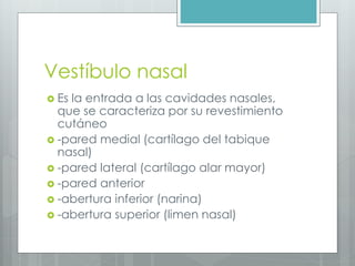 Vestíbulo nasal 
 Es la entrada a las cavidades nasales, 
que se caracteriza por su revestimiento 
cutáneo 
 -pared medial (cartílago del tabique 
nasal) 
 -pared lateral (cartílago alar mayor) 
 -pared anterior 
 -abertura inferior (narina) 
 -abertura superior (limen nasal) 
 