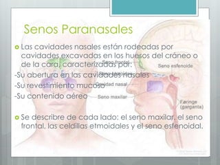 Senos Paranasales 
 Las cavidades nasales están rodeadas por 
cavidades excavadas en los huesos del cráneo o 
de la cara, caracterizadas por: 
-Su abertura en las cavidades nasales 
-Su revestimiento mucoso 
-Su contenido aéreo 
 Se describre de cada lado: el seno maxilar, el seno 
frontal, las celdillas etmoidales y el seno esfenoidal. 
 