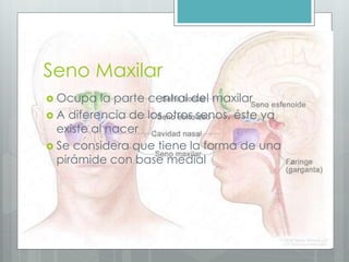 Seno Maxilar 
 Ocupa la parte central del maxilar 
 A diferencia de los otros senos, éste ya 
existe al nacer 
 Se considera que tiene la forma de una 
pirámide con base medial 
 