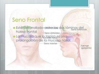 Seno Frontal 
 Está desarrollado entre las dos láminas del 
hueso frontal 
 La mucosa que lo tapiza es una 
prolongación de la mucosa nasal. 
 