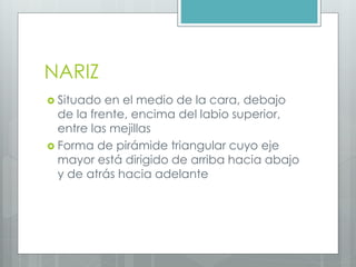 NARIZ 
 Situado en el medio de la cara, debajo 
de la frente, encima del labio superior, 
entre las mejillas 
 Forma de pirámide triangular cuyo eje 
mayor está dirigido de arriba hacia abajo 
y de atrás hacia adelante 
 