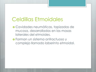 Celdillas Etmoidales 
 Cavidades neumáticas, tapizadas de 
mucosa, desarrolladas en las masas 
laterales del etmoides. 
 Forman un sistema anfractuoso y 
complejo llamado laberinto etmoidal. 
 