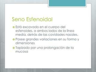 Seno Esfenoidal 
 Está excavado en el cuerpo del 
esfenoides, a ambos lados de la línea 
media, detrás de las cavidades nasales. 
 Posee grandes variaciones en su forma y 
dimensiones 
 Tapizado por una prolongación de la 
mucosa 
 