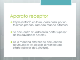 Aparato receptor 
 Representado en la mucosa nasal por un 
territorio preciso, llamado manca olfatoria 
 Se encuentra situada en la parte superior 
de las cavidades nasales. 
 En la mancha olfatoria se encuentran 
acumuladas las células sensoriales del 
olfato (células de Schultze). 
 