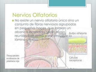 Nervios Olfatorios 
 No existe un nervio olfatorio único sino un 
conjunto de fibras nerviosas agrupadas 
en pequeños haces, que forman un 
abanico extendido hacia abajo, 
reuniéndose arriba para atravesar la 
lámina cribosa. 
 