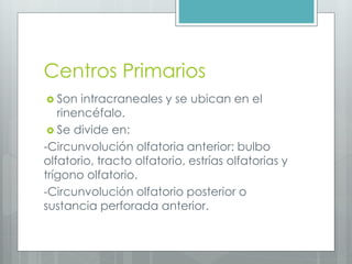 Centros Primarios 
 Son intracraneales y se ubican en el 
rinencéfalo. 
 Se divide en: 
-Circunvolución olfatoria anterior: bulbo 
olfatorio, tracto olfatorio, estrías olfatorias y 
trígono olfatorio. 
-Circunvolución olfatorio posterior o 
sustancia perforada anterior. 
 