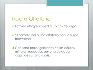 Tracto Olfatorio 
 Lámina alargada de 3 a 3,5 cm de largo. 
 Separada del bulbo olfatorio por un surco 
transversal. 
 Contiene prolongaciones de las células 
mitrales, rodeadas por una delgada 
capa de sustancia gris. 
 