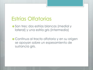 Estrías Olfatorias 
 Son tres; dos estrías blancas (medial y 
lateral) y una estría gris (intermedia) 
 Continua al tracto olfatorio y en su origen 
se apoyan sobre un espesamiento de 
sustancia gris. 
 