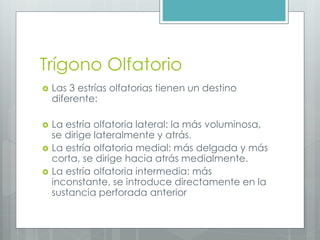Trígono Olfatorio 
 Las 3 estrías olfatorias tienen un destino 
diferente: 
 La estría olfatoria lateral: la más voluminosa, 
se dirige lateralmente y atrás. 
 La estría olfatoria medial: más delgada y más 
corta, se dirige hacia atrás medialmente. 
 La estría olfatoria intermedia: más 
inconstante, se introduce directamente en la 
sustancia perforada anterior 
 