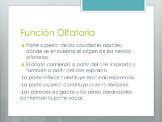 Función Olfatoria 
 Parte superior de las cavidades nasales, 
donde se encuentra el origen de los nervios 
olfatorios. 
 El olfato comienza a partir del aire inspirado y 
también a partir del aire espirado 
-La parte inferior constituye el canal respiratorio. 
-La parte superior constituye la zona sensorial. 
-Las paredes delgadas y los senos paranasales 
conforman la parte vocal. 
 