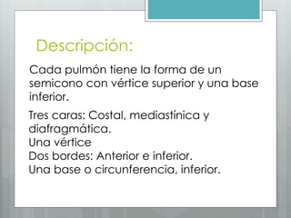 Descripción: 
Cada pulmón tiene la forma de un 
semicono con vértice superior y una base 
inferior. 
Tres caras: Costal, mediastínica y 
diafragmática. 
Una vértice 
Dos bordes: Anterior e inferior. 
Una base o circunferencia, inferior. 
 