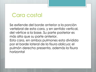 Cara costal 
Se extiende del borde anterior a la porción 
vertebral de esta cara, y en sentido vertical, 
del vértice a la base. Su parte posterior es 
más alta que su parte anterior. 
Esta cara, en ambos pulmones esta dividida 
por el borde lateral de la fisura oblicua; el 
pulmón derecho presenta, además la fisura 
horizontal 
 