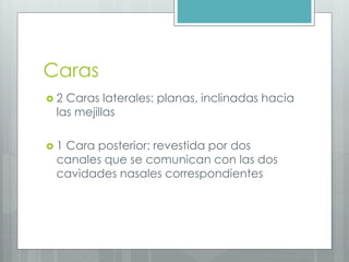 Caras 
 2 Caras laterales: planas, inclinadas hacia 
las mejillas 
 1 Cara posterior: revestida por dos 
canales que se comunican con las dos 
cavidades nasales correspondientes 
 