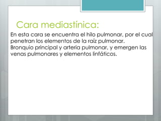 Cara mediastínica: 
En esta cara se encuentra el hilo pulmonar, por el cual 
penetran los elementos de la raíz pulmonar. 
Bronquio principal y arteria pulmonar, y emergen las 
venas pulmonares y elementos linfáticos. 
 