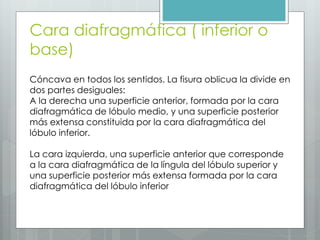 Cara diafragmática ( inferior o 
base) 
Cóncava en todos los sentidos. La fisura oblicua la divide en 
dos partes desiguales: 
A la derecha una superficie anterior, formada por la cara 
diafragmática de lóbulo medio, y una superficie posterior 
más extensa constituida por la cara diafragmática del 
lóbulo inferior. 
La cara izquierda, una superficie anterior que corresponde 
a la cara diafragmática de la língula del lóbulo superior y 
una superficie posterior más extensa formada por la cara 
diafragmática del lóbulo inferior 
 